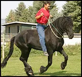 Horsemanship