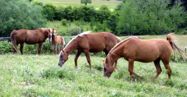 New Ways for Weaning Foals