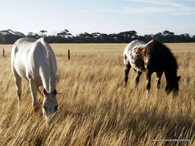 Native Grasses for Horses