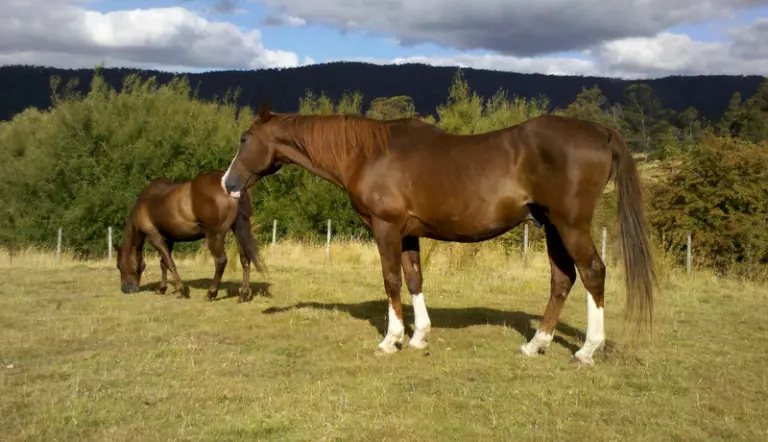 Giving Your Horses a Forever Home