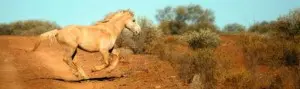 BagABale The Affordable Hay Transport Bag - Natural Horse World Functional-Hoof-300x89