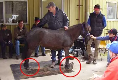 Carla’s Rescue by Hoof Care Course