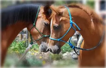 Hear what your horse has to say
