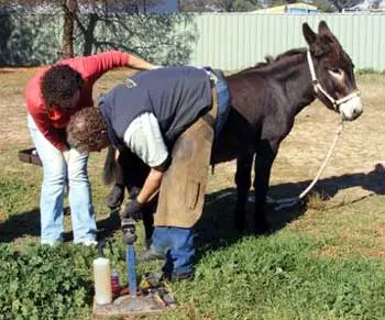 Donkey Hooves — A Hoof Trimmer’s Perspective © Glenn Wilson