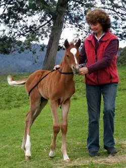 Educating the Foal