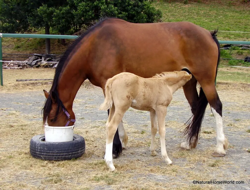 Orphan Foals