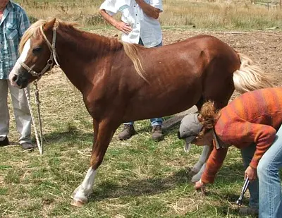 Laminitis Recovery