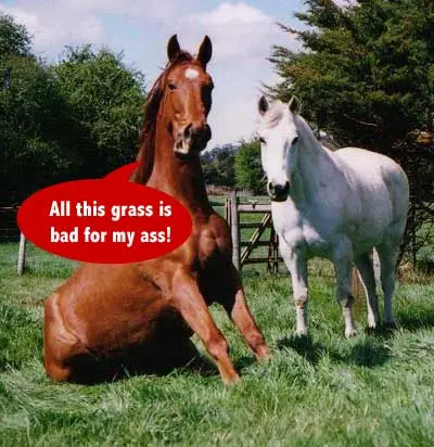 How magnesium can help your equine cope with spring grass.