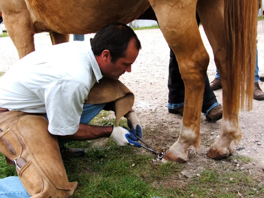 Ask Cynthia – ‘Hoof Handling Problem’