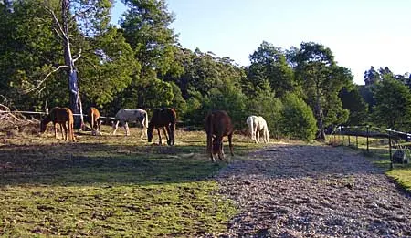 Paddock Paradise