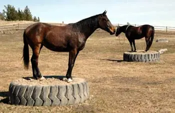 Barefoot and Bridle-less