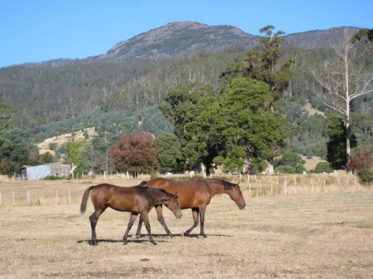 Drought Strategies To Help Your Horses