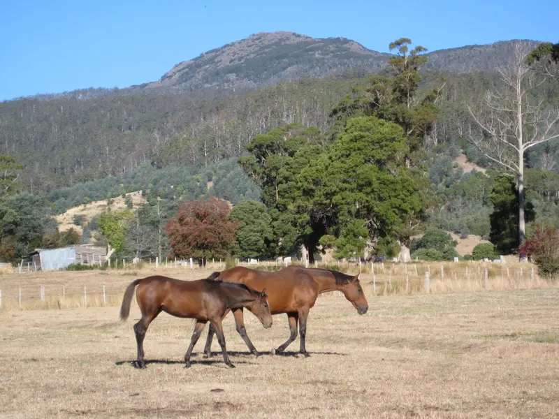 Drought Strategies To Help Your Horses