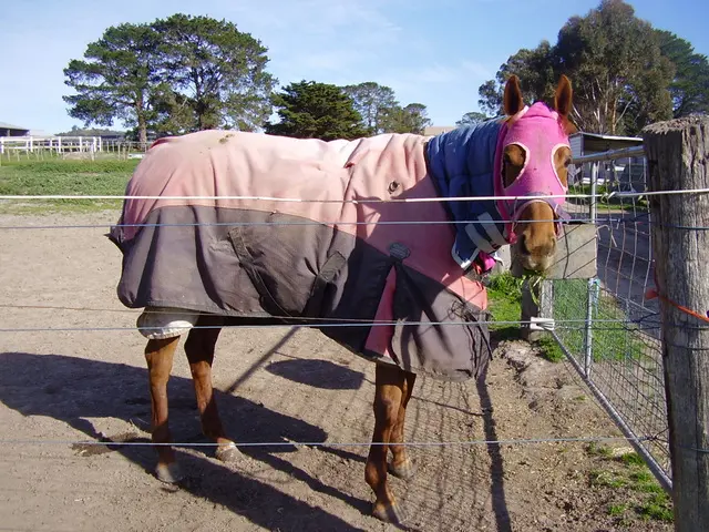 Changing Tack Will Reduce Cruelty to Horses