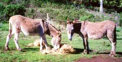 The truth about laminitis