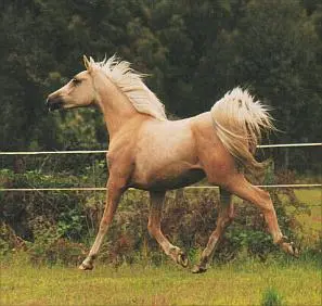 Gone Insect Horse Collar - Natural Horse World Rubytrot