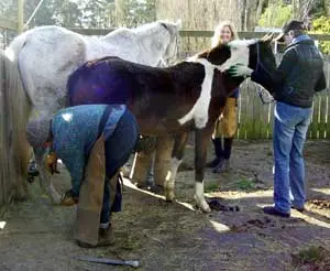 Bassoli 14″ Hoof Rasp - Natural Horse World TrimMare&Foal
