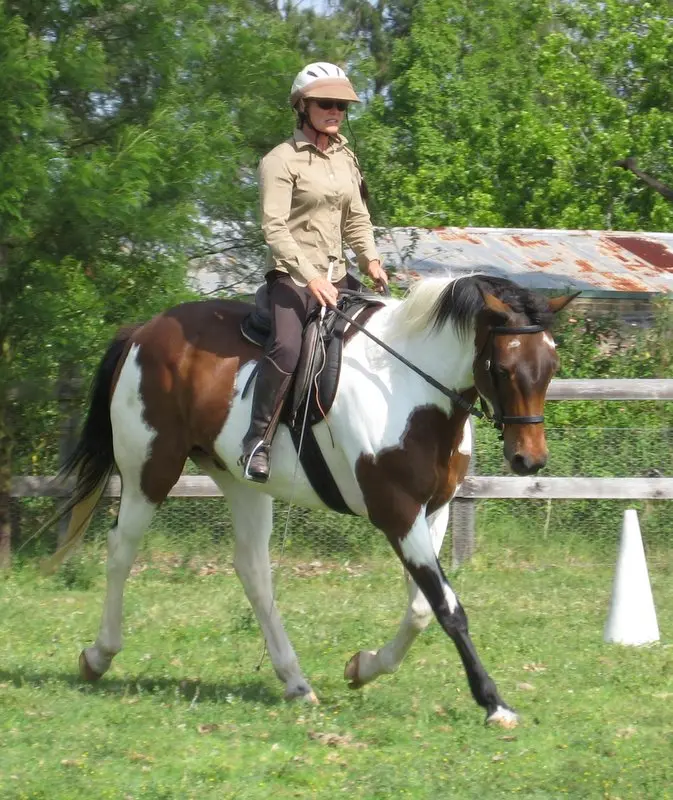 Riding Bitless – ‘On the Bridle’