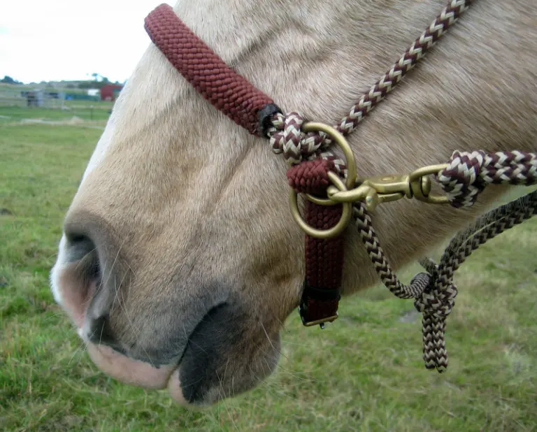 Using the LightRider Bitless Bridle with or without chinstrap