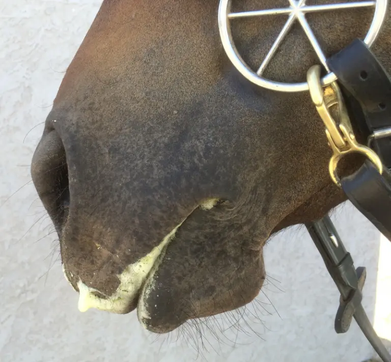 Bitless Bridles and ‘Lipstick Foam’