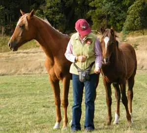 How do you approach your horse training?