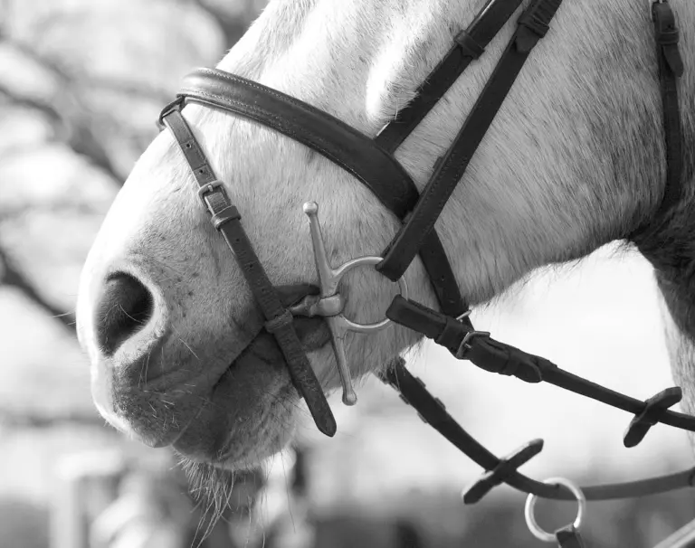 Would Your Horse’s Noseband Pass the Pressure Test?