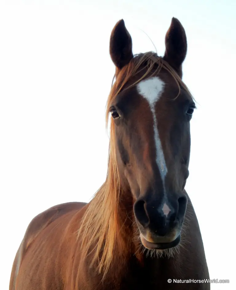 Amazing Healing of Horse’s Huge Flank Wound