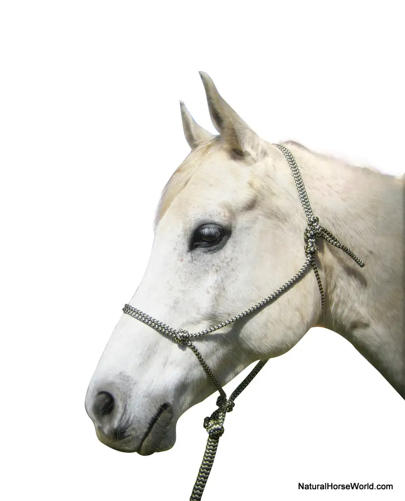 Horsemanship Rope Halter (Lead Rope not included)
