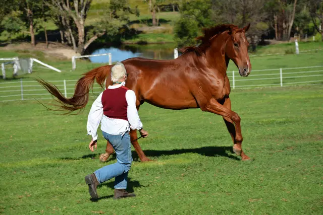 Equi Horse Mineral Mix by Balanced Equine - Carol Layton
