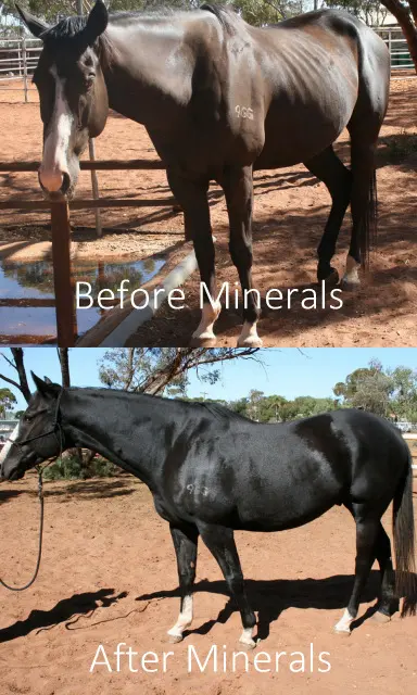 Best Guess Mineral Mix - Balanced Equine By Carol Layton