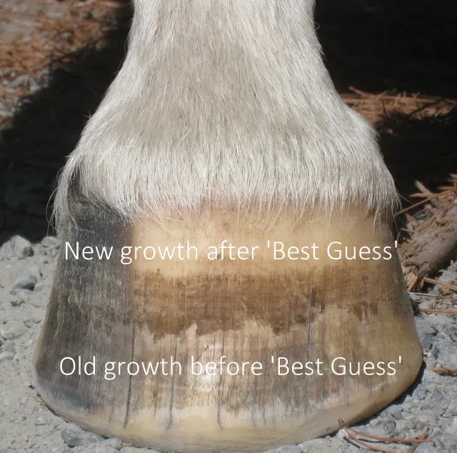 Best Guess Mineral Mix - Balanced Equine By Carol Layton