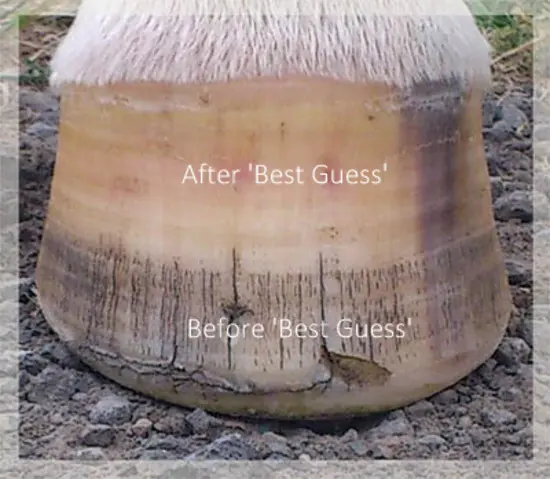 Best Guess Mineral Mix - Balanced Equine By Carol Layton