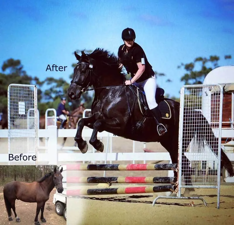 Equi Horse +SE Mineral Mix by Balanced Equine - Carol Layton