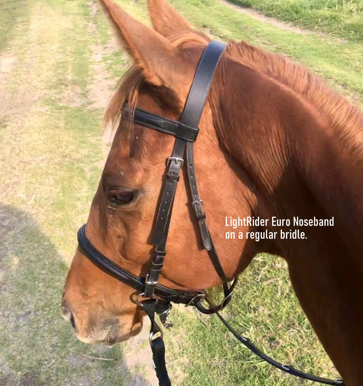 LightRider Euro Bitless Noseband