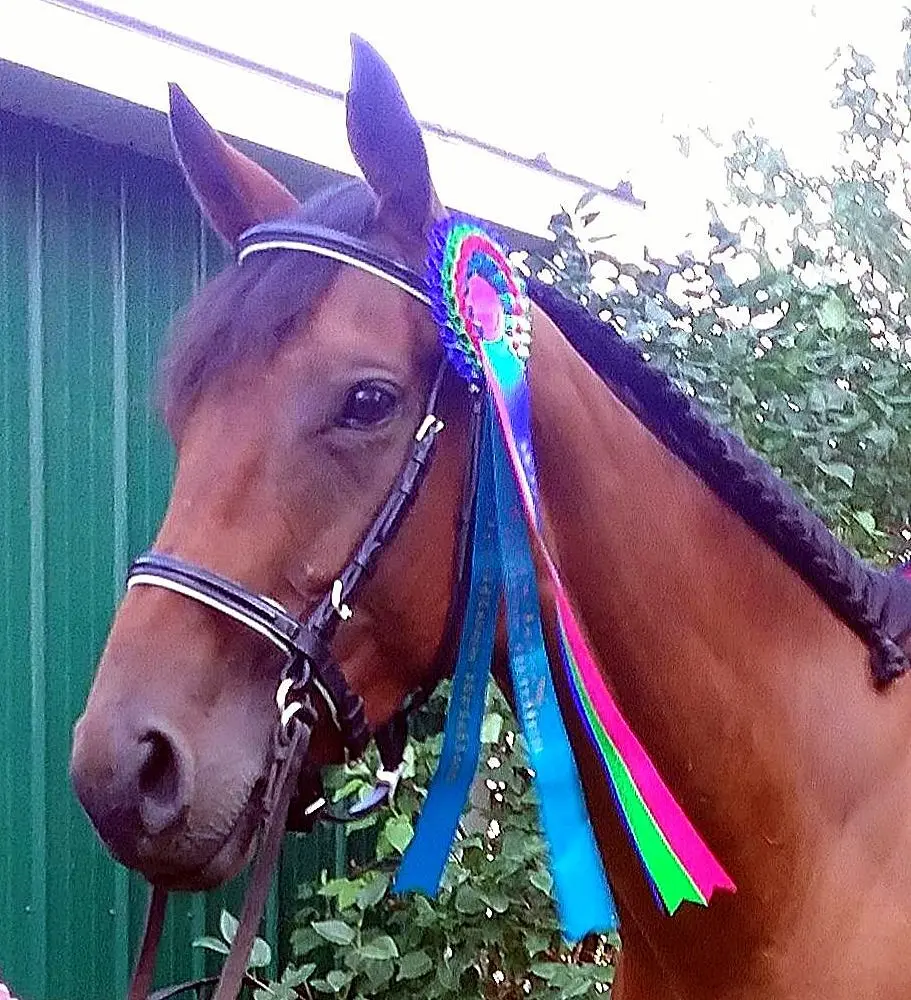 LightRider Bitless Dressage Bridle