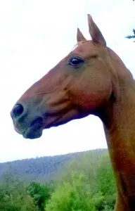 How to help your herd bound horse - Natural Horse World 2013-03-09_18-21-059