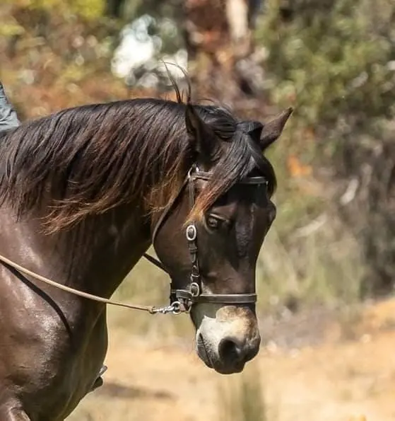 LightRider Stockhorse Bitless Bridle