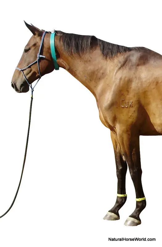 Gone Insect Horse Collar