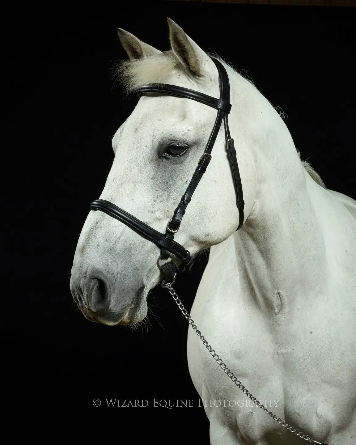 LightRider English Euro Bitless Bridle