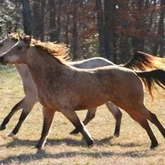 LightRider Amalia Bitless Bridle - Natural Horse World Horses running