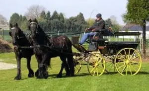 Bitless Driving - Natural Horse World