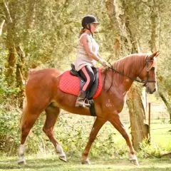LightRider Amalia Bitless Bridle - Natural Horse World LightRider Dressage Deb