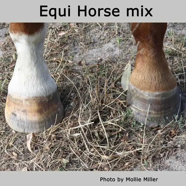 EquiHorseMix-MMiller