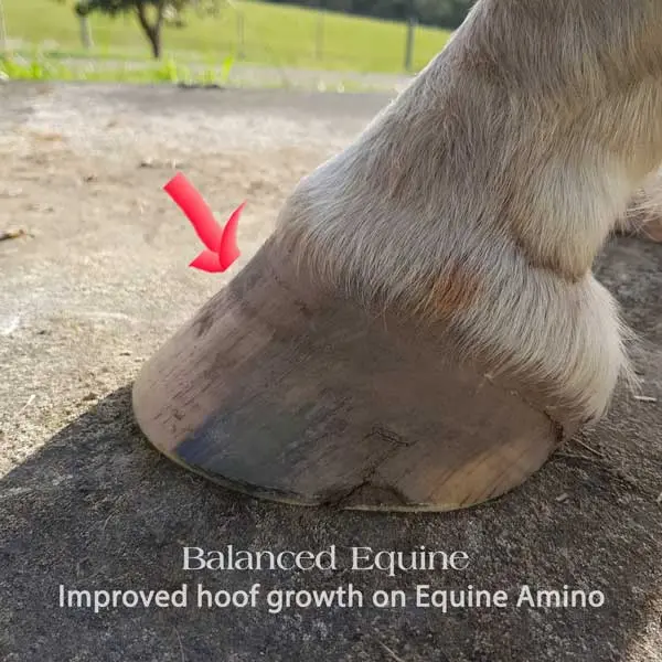 Equine Amino hoof growth