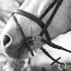 LightRider Amalia Bitless Bridle - Natural Horse World Flash Noseband