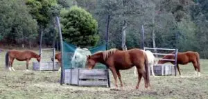 BagABale The Affordable Hay Transport Bag - Natural Horse World Hayfeedersgroup