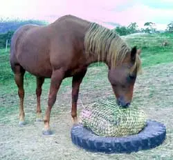BagABale The Affordable Hay Transport Bag - Natural Horse World Haynetintyre