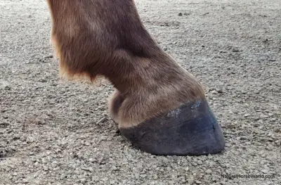Gone Insect Horse Collar - Natural Horse World HindHoofFieraJune2020