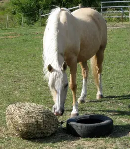 Gone Insect Horse Collar - Natural Horse World IMG_3431
