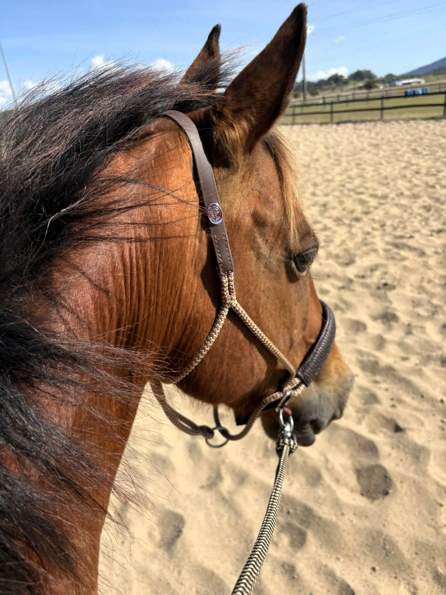 LightRider Knotless Riding Halter
